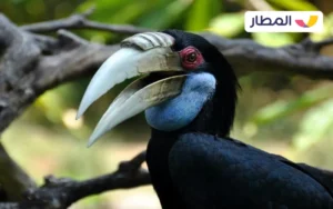 Get to know the wildlife of Bali 1