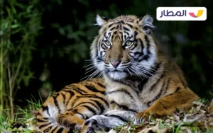 Get to know the wildlife of Bali 2