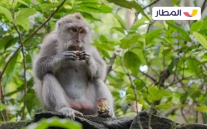 Get to know the wildlife of Bali 3