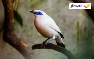 Get to know the wildlife of Bali