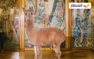 The Lucky Llama Restaurant 1