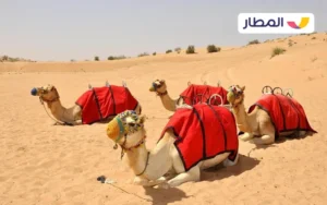 Dubai Desert Conservation Reserve